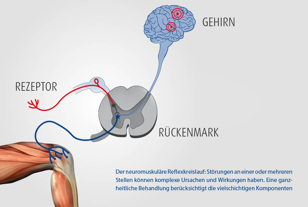 Der neuromuskuläre Reflexkreislauf - ortho sport